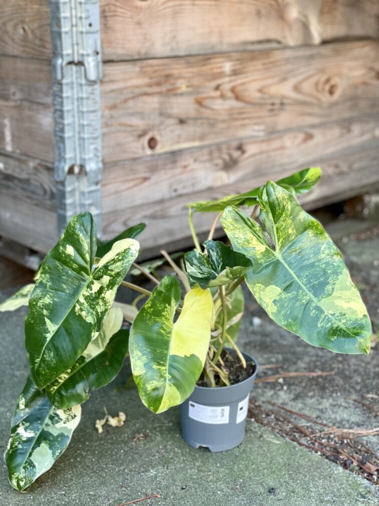 Zdjęcie rośliny Philodendron Burle Marx variegata, ujęcie 3