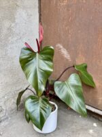 Zdjęcie rośliny Philodendron Majesty, ujęcie 1