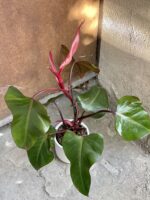 Zdjęcie rośliny Philodendron Majesty, ujęcie 2