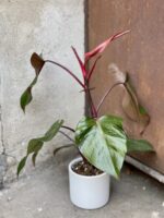 Zdjęcie rośliny Philodendron Majesty, ujęcie 4