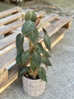 Zdjęcie rośliny Philodendron Micans, ujęcie 2