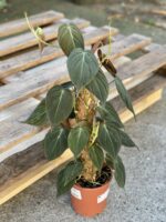 Zdjęcie rośliny Philodendron Micans, ujęcie 3
