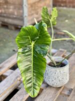 Zdjęcie rośliny Philodendron Paraiso Verde, ujęcie 1