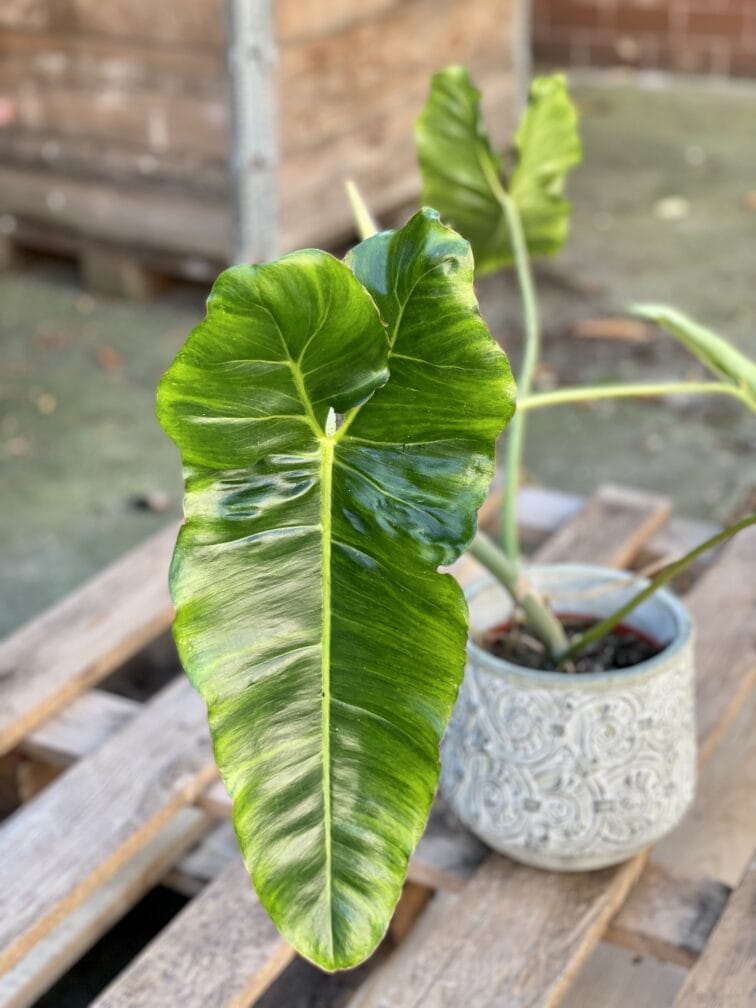 Zdjęcie rośliny Philodendron Paraiso Verde, ujęcie 1