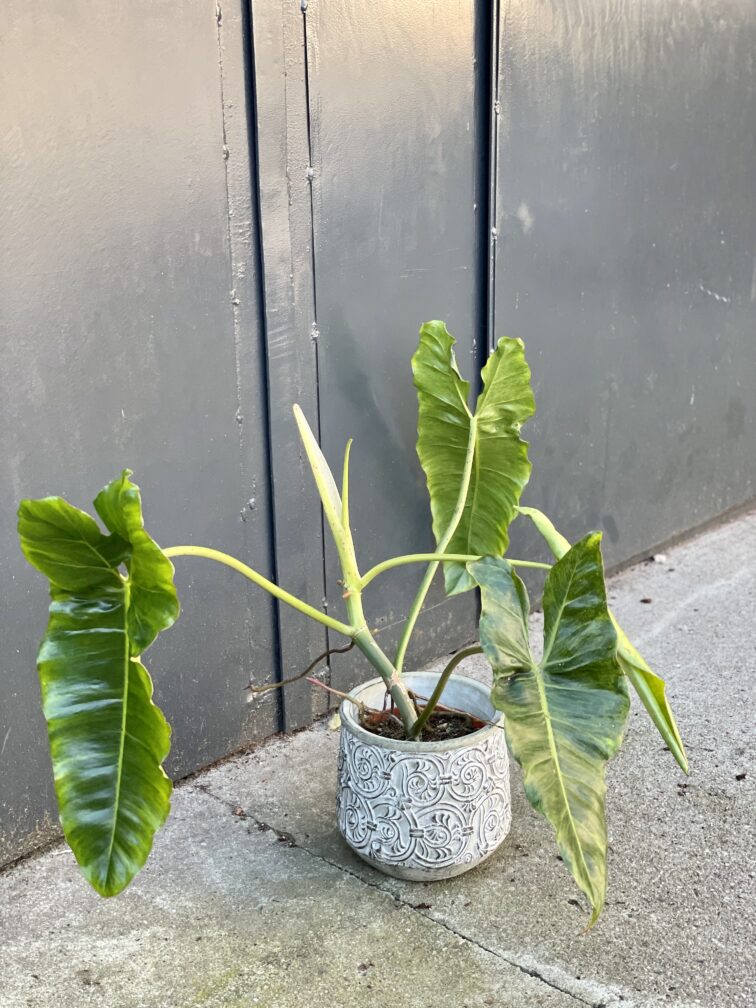 Zdjęcie rośliny Philodendron Paraiso Verde, ujęcie 2