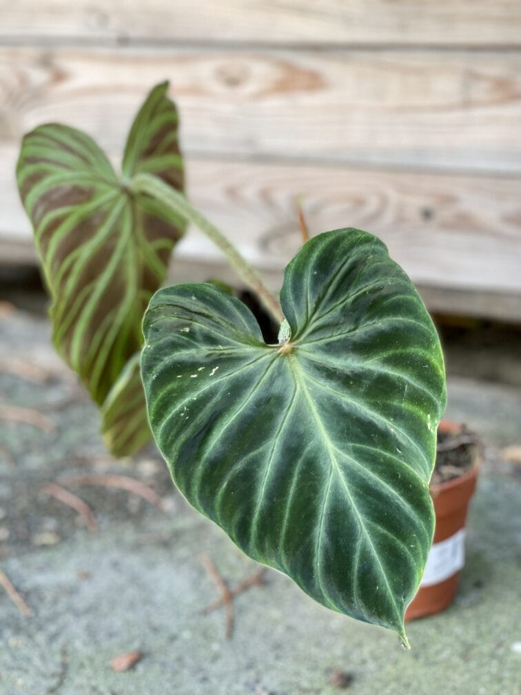 philodendron-verrucosum_12x25-1_1633773387.jpg Zdjęcie rośliny Philodendron Verrucosum, ujęcie 1