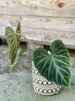 Zdjęcie rośliny Philodendron Verrucosum, ujęcie 2