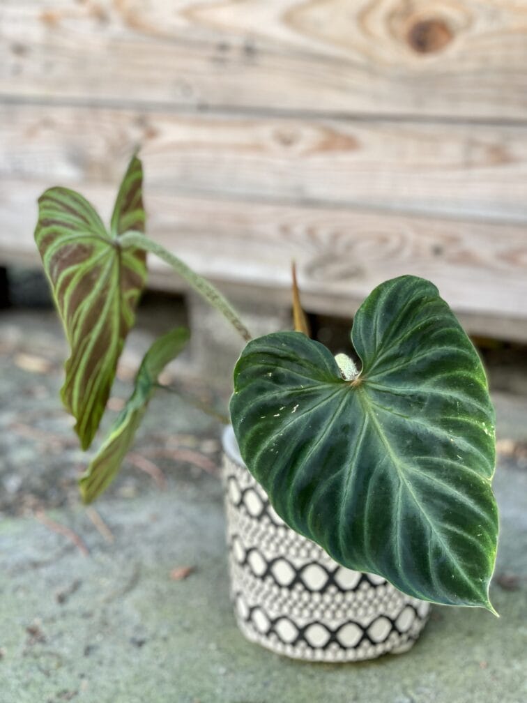 Zdjęcie rośliny Philodendron Verrucosum, ujęcie 2