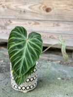 Zdjęcie rośliny Philodendron Verrucosum, ujęcie 3