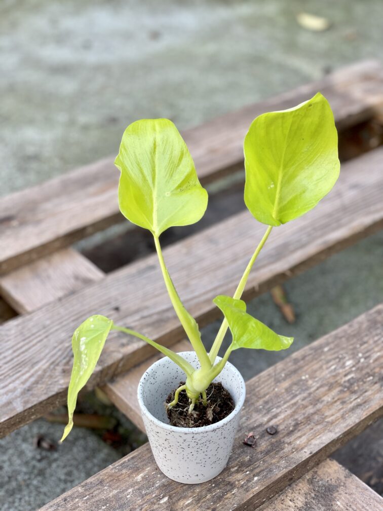 Zdjęcie rośliny Philodendron warscewiczii gold, ujęcie 1