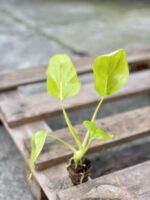 Zdjęcie rośliny Philodendron warscewiczii gold, ujęcie 2