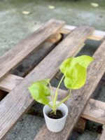 Zdjęcie rośliny Philodendron warscewiczii gold, ujęcie 3