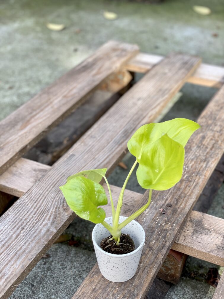 Zdjęcie rośliny Philodendron warscewiczii gold, ujęcie 3