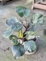 Zdjęcie rośliny Philodendron White Knight I, ujęcie 1