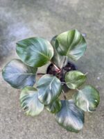 Zdjęcie rośliny Philodendron White Knight I, ujęcie 2