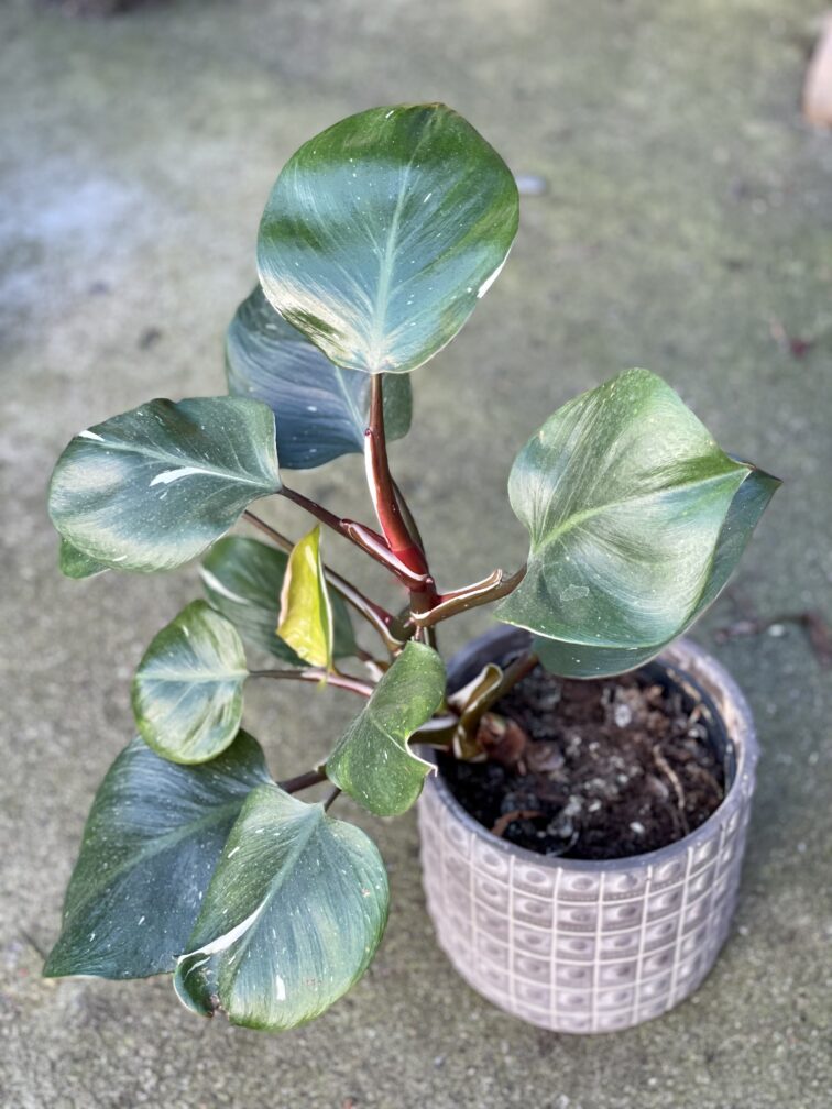 Zdjęcie rośliny Philodendron White Knight I, ujęcie 3