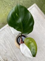 Zdjęcie rośliny Philodendron White Knight, ujęcie 1