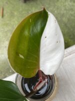 Zdjęcie rośliny Philodendron White Knight, ujęcie 2