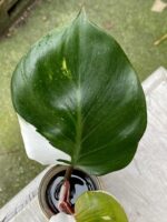 Zdjęcie rośliny Philodendron White Knight, ujęcie 3