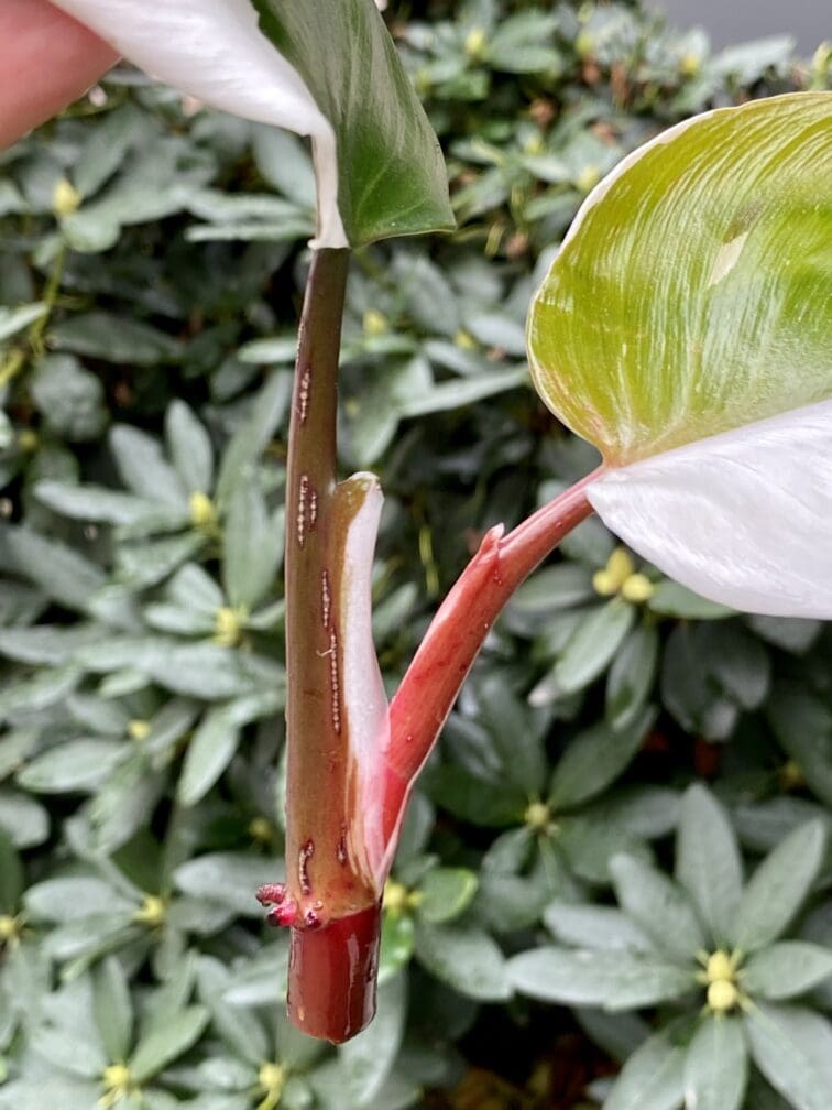 Zdjęcie rośliny Philodendron White Knight, ujęcie 4