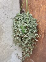 Zdjęcie rośliny Pilea Glaucophylla Greyzy, ujęcie 1