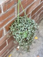 Zdjęcie rośliny Pilea Glaucophylla Greyzy, ujęcie 2