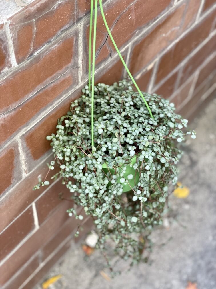 Zdjęcie rośliny Pilea Glaucophylla Greyzy, ujęcie 2