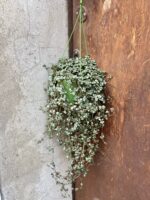 Zdjęcie rośliny Pilea Glaucophylla Greyzy, ujęcie 3