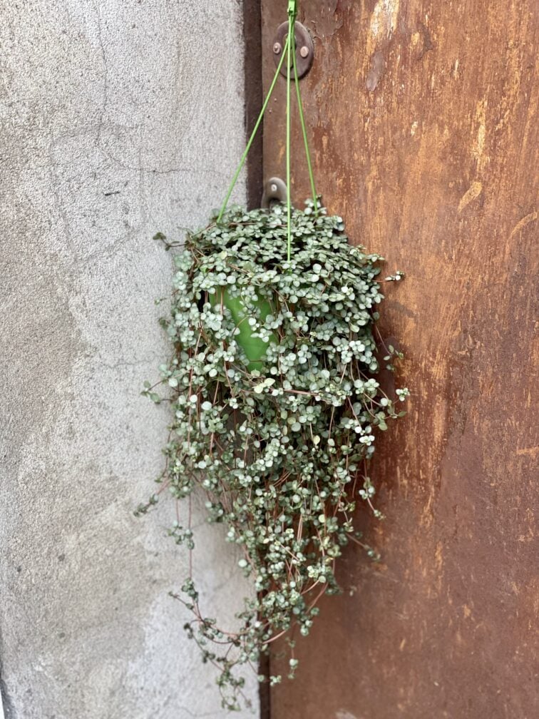 Zdjęcie rośliny Pilea Glaucophylla Greyzy, ujęcie 3