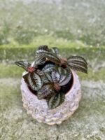 Zdjęcie rośliny Pilea Norfolk, ujęcie 1