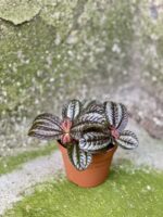 Zdjęcie rośliny Pilea Norfolk, ujęcie 2