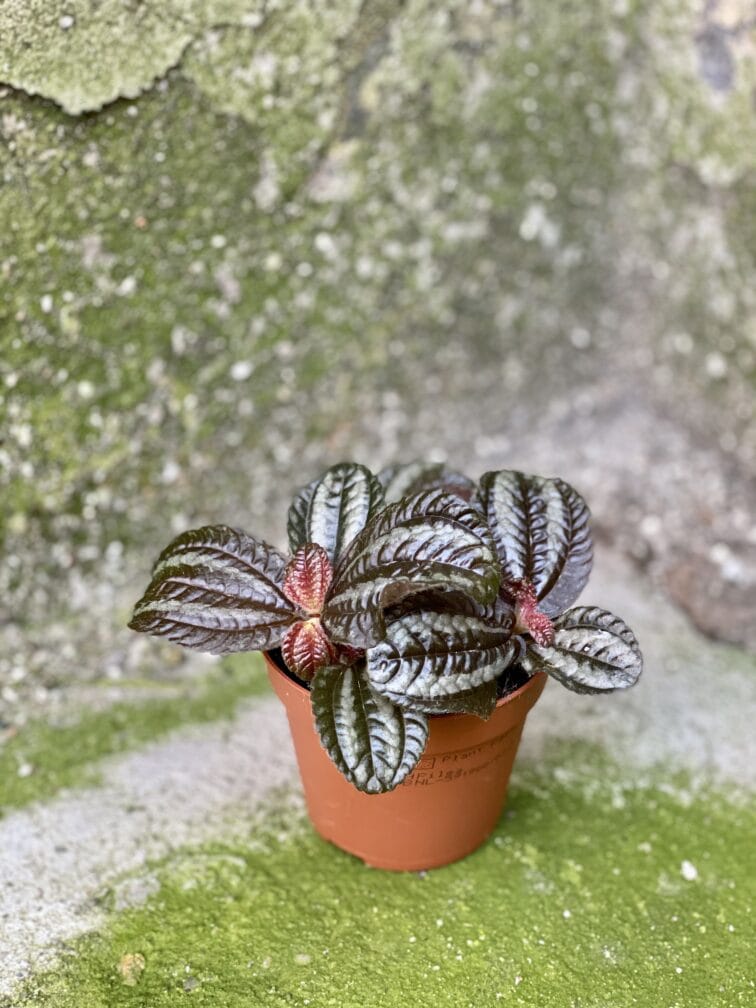Zdjęcie rośliny Pilea Norfolk, ujęcie 2