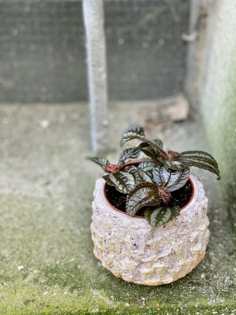 Zdjęcie rośliny Pilea Norfolk, ujęcie 3
