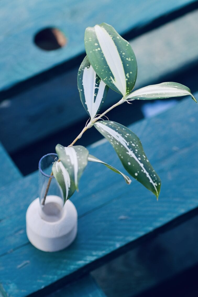 Zdjęcie rośliny Sadzonka Dracena Milky Way, ujęcie 2