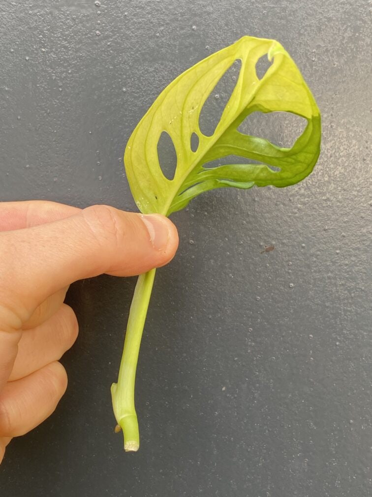 Zdjęcie rośliny Sadzonka Monstera adansonii variegata, ujęcie 2