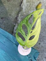 Zdjęcie rośliny Sadzonka Monstera adansonii variegata, ujęcie 3