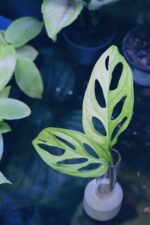 Zdjęcie rośliny Sadzonka Monstera adansonii variegata, ujęcie 2