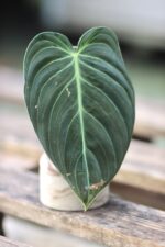 Zdjęcie rośliny Sadzonka Philodendron Melanochrysum, ujęcie 1