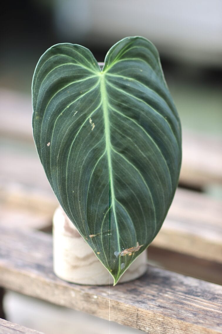 sadzonka-philodendron-melanochrysum_1x20-1_1634125549.jpg Zdjęcie rośliny Sadzonka Philodendron Melanochrysum, ujęcie 1