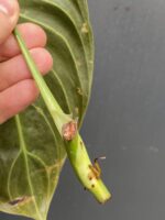 Zdjęcie rośliny Sadzonka Philodendron Melanochrysum, ujęcie 3