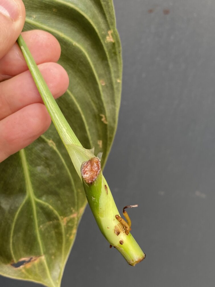 Zdjęcie rośliny Sadzonka Philodendron Melanochrysum, ujęcie 3