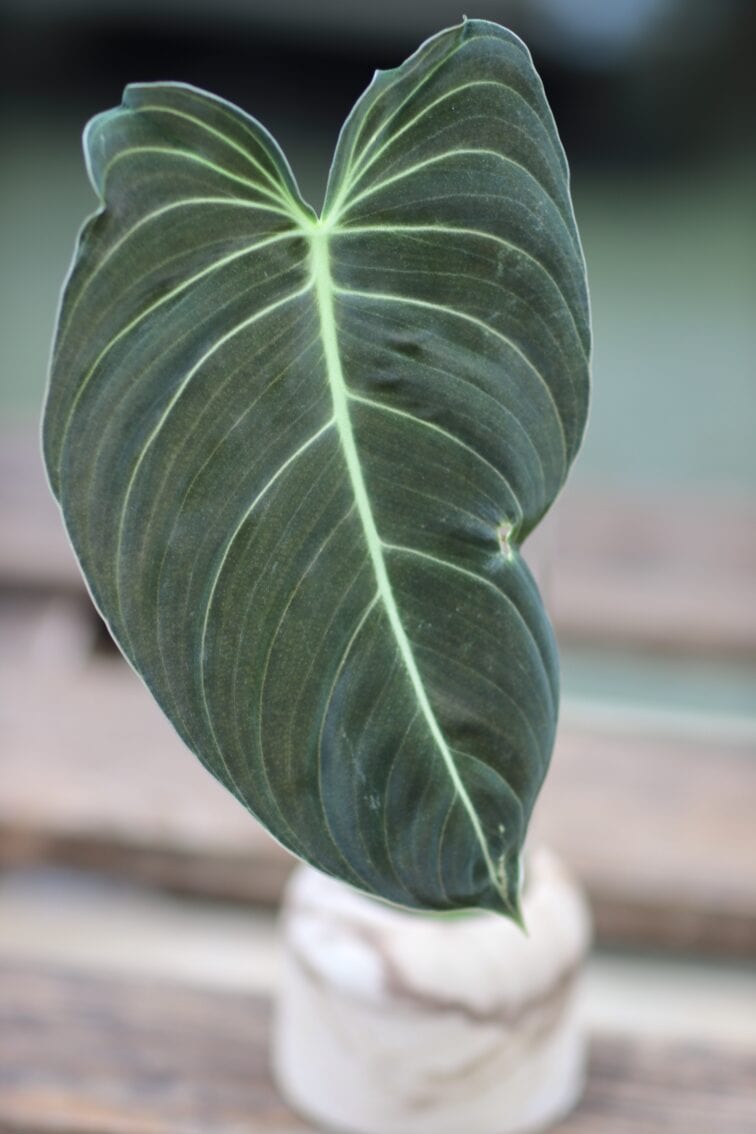 sadzonka-philodendron-melanochrysum_2-1_1634125462.jpg Zdjęcie rośliny Sadzonka Philodendron Melanochrysum, ujęcie 1