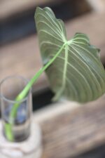 Zdjęcie rośliny Sadzonka Philodendron Melanochrysum, ujęcie 2