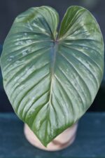 Zdjęcie rośliny Sadzonka Philodendron Plowmanii, ujęcie 1