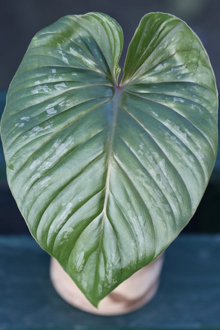 sadzonka-philodendron-plowmanii_1x20-1_1634725592.jpg Zdjęcie rośliny Sadzonka Philodendron Plowmanii, ujęcie 1