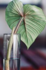 Zdjęcie rośliny Sadzonka Philodendron Plowmanii, ujęcie 2