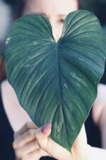 Zdjęcie rośliny Sadzonka Philodendron Plowmanii, ujęcie 1