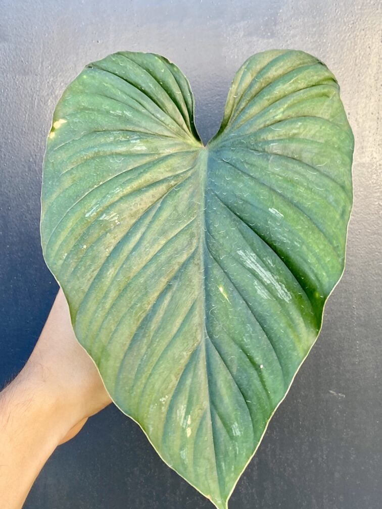Zdjęcie rośliny Sadzonka Philodendron Plowmanii, ujęcie 3