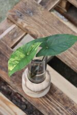 Zdjęcie rośliny Sadzonka Syngonium Aurea - yellow variegated, ujęcie 1