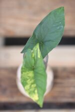 Zdjęcie rośliny Sadzonka Syngonium Aurea - yellow variegated, ujęcie 2